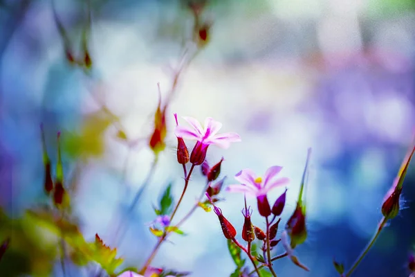 Geranio robertianum floreciendo en el jardín de primavera . — Foto de Stock