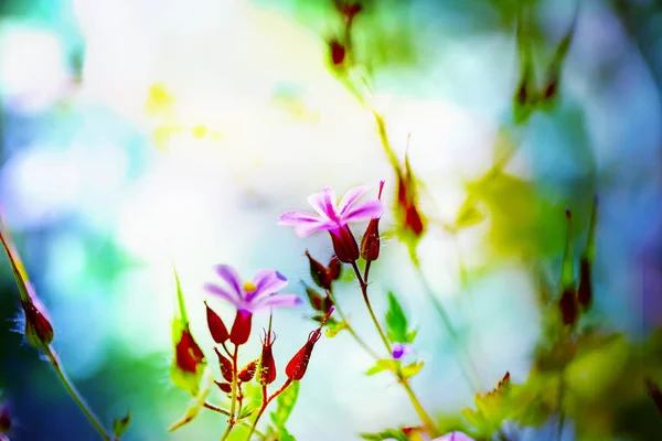 Geranio robertianum floreciendo en el jardín de primavera . — Foto de Stock