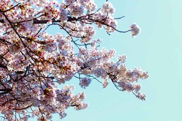 Sakura όμορφο κεράσι ανθίσει κατά άνοιξη πάνω από το γαλάζιο του ουρανού. Άνθη κερασιάς σε πλήρη άνθιση. — Φωτογραφία Αρχείου