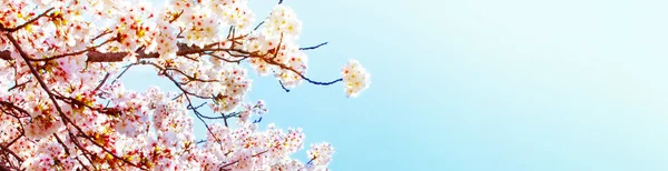 Prachtige kersenbloesem sakura in de lentetijd over blauwe hemel. Kersenbloesem in volle bloei. — Stockfoto