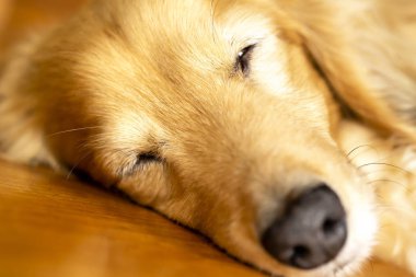 Tatlı dachshund yerde tatlı tatlı uyuyor. Köpeğin yüzünü kapat..