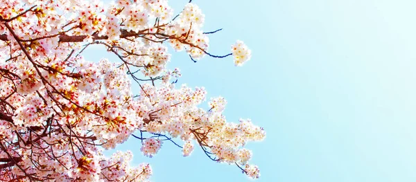 Sakura όμορφο κεράσι ανθίσει κατά άνοιξη πάνω από το γαλάζιο του ουρανού. Άνθη κερασιάς σε πλήρη άνθιση. — Φωτογραφία Αρχείου