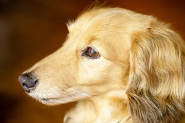kahverengi renkli minyatür bir dachshund profilinde yüz.
