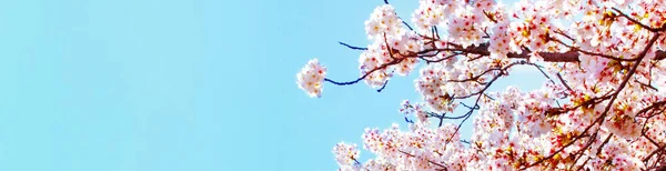 푸른 하늘에 봄 시간에서의 아름 다운 벚꽃 벚꽃 벚꽃 만개. — 스톡 사진