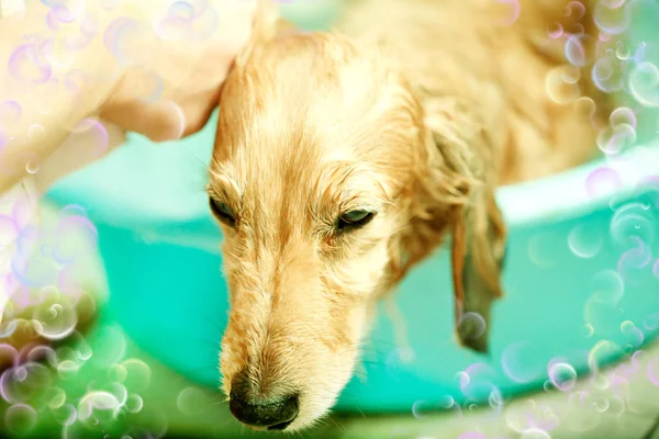Ein Hund duscht mit Seife und Wasser. — Stockfoto