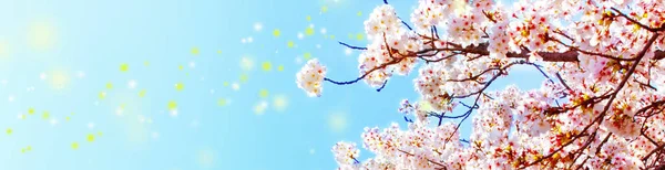 Όμορφο άνθος κερασιάς sakura την άνοιξη πάνω από το γαλάζιο του ουρανού με σπίθα.Άνθος κερασιάς σε πλήρη άνθιση. — Φωτογραφία Αρχείου