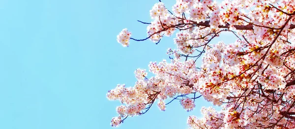 Sakura όμορφο κεράσι ανθίσει κατά άνοιξη πάνω από το γαλάζιο του ουρανού. Άνθη κερασιάς σε πλήρη άνθιση. — Φωτογραφία Αρχείου