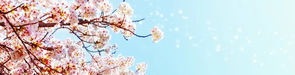 Belle Sakura Cerisier Printemps Sur Ciel Bleu Avec Scintillement Espace — Photo