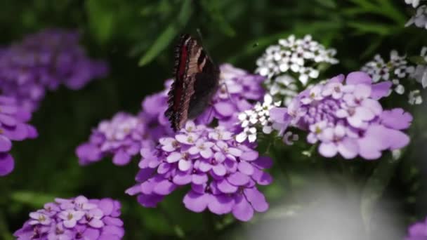 Motýl sedí na květinu purpure.