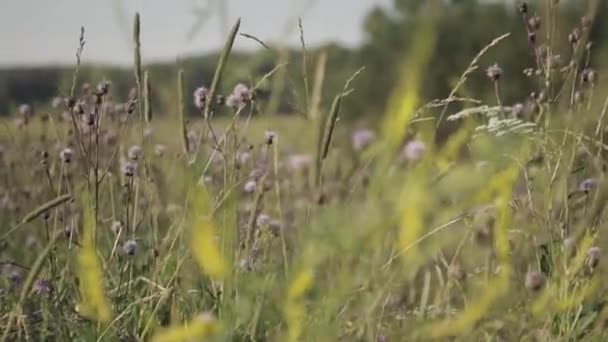 Blommorna svajar i vinden i fältet — Stockvideo