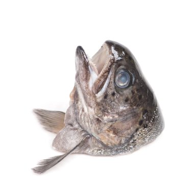 Alabalık balık başkanı