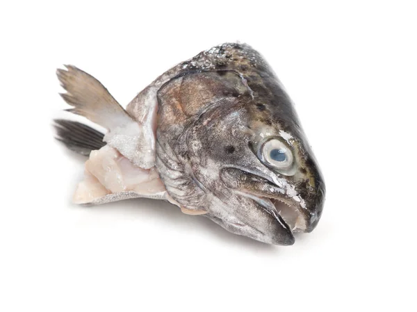 Testa di pesce trota — Foto Stock