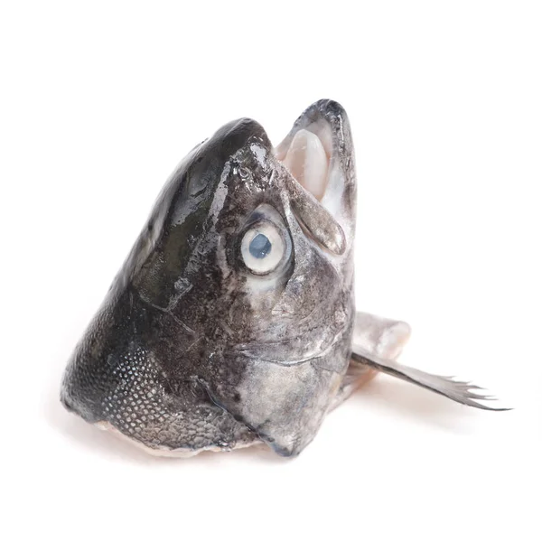 Head of trout fish — Stock Photo, Image