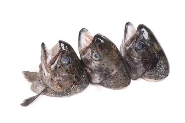 Cabeças de peixe de truta — Fotografia de Stock