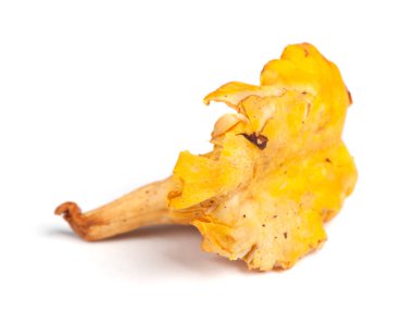 Tek Cantharellus cibarius mantar