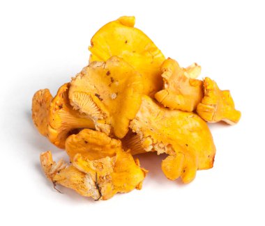 Grup Cantharellus cibarius mantar