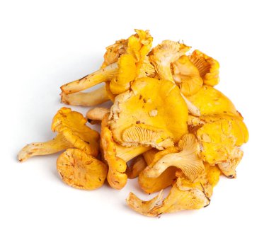 Grup Cantharellus cibarius mantar