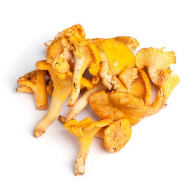 Grup Cantharellus cibarius mantar