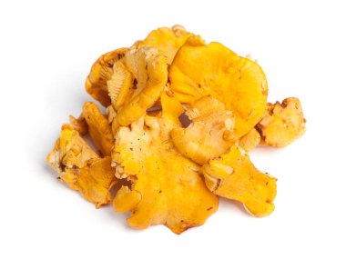 Grup Cantharellus cibarius mantar