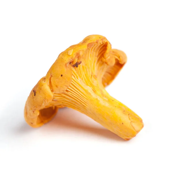 Champignon chanterelle unique — Photo