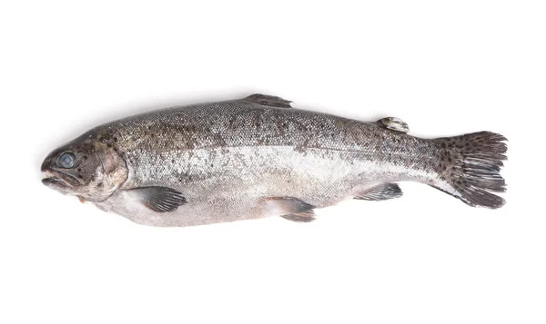 Gutted trout isolated — Stock Photo, Image
