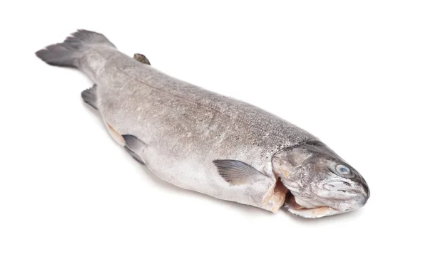 Gutted trout isolated — Stock Photo, Image