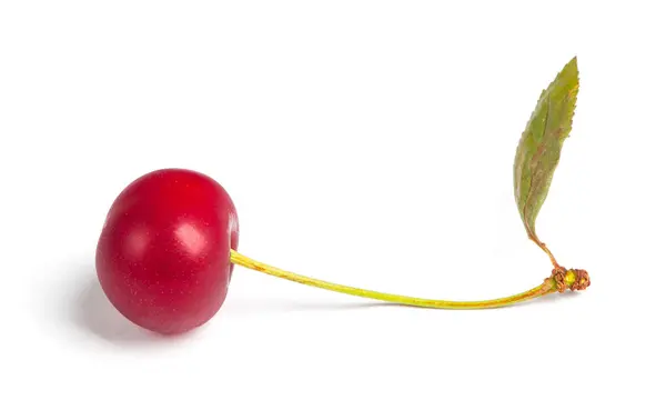 Bayas de cereza aisladas — Foto de Stock