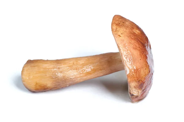 Un fungo porcino — Foto Stock