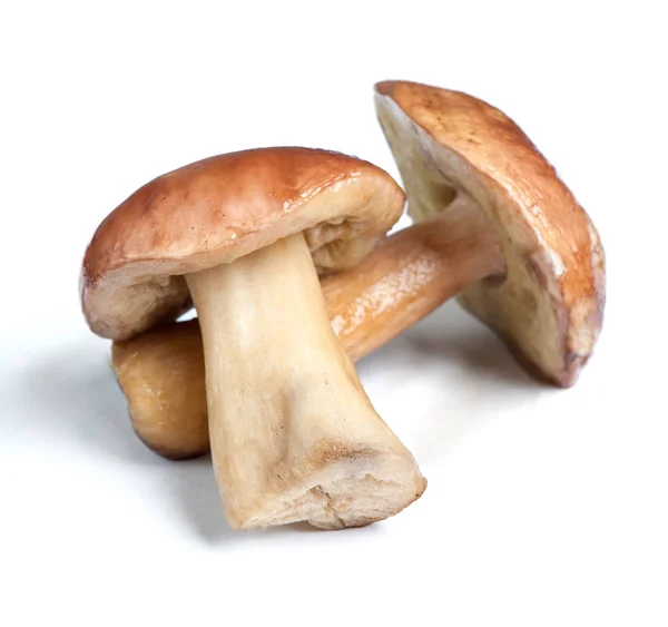 Grupo de cogumelos porcini — Fotografia de Stock