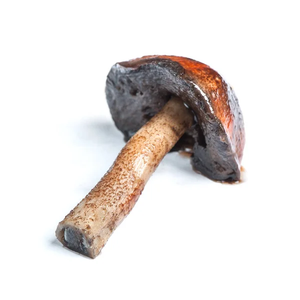 Tappo marrone boletus — Foto Stock