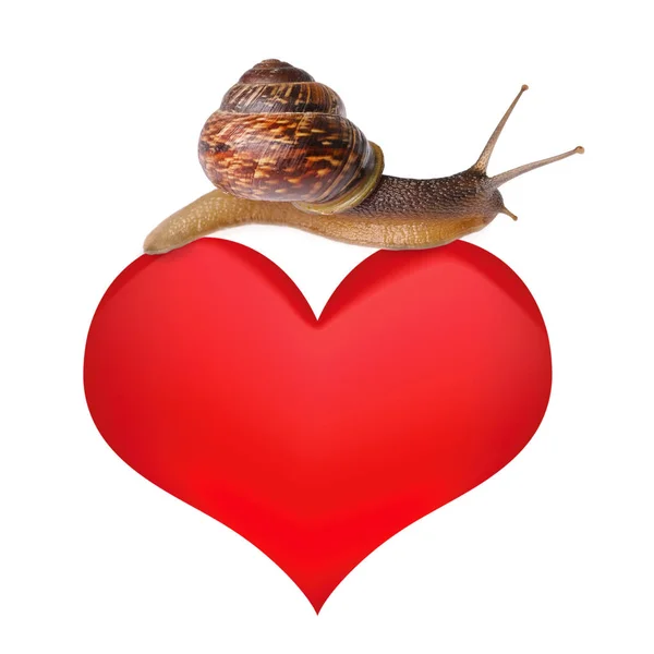 Caracol en el corazón — Foto de Stock