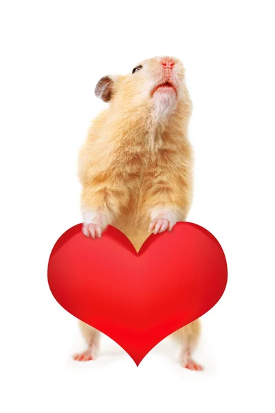 Criceto con cuore — Foto Stock