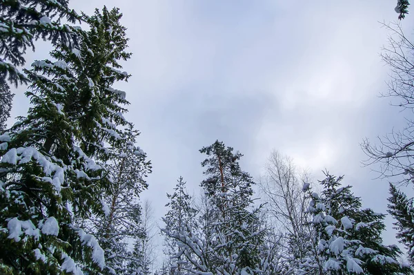 Cielo Invierno Árboles Con Nieve — Foto de Stock