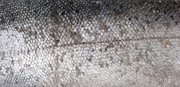Échelle de poisson truite — Photo