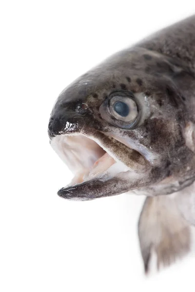 Głowę ryby pstrągi — Zdjęcie stockowe