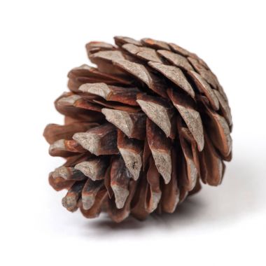 güzel çam kozalağı