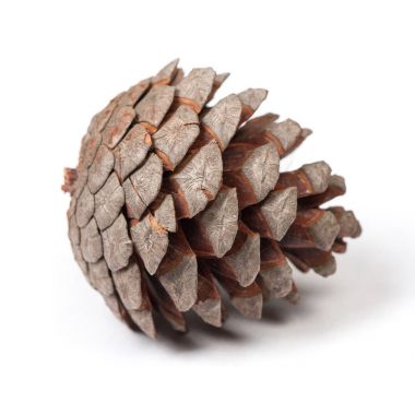 güzel çam kozalağı