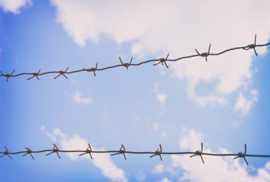 Champ de maïs à la récolte