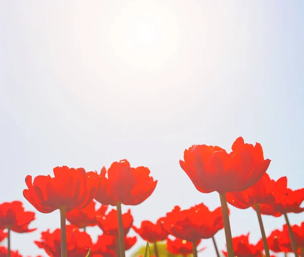 Červené tulipány — Stock fotografie