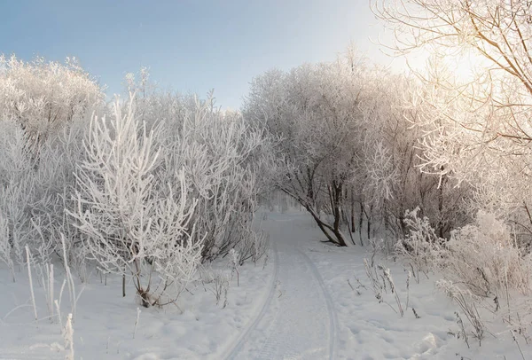 Árvores na neve — Fotografia de Stock