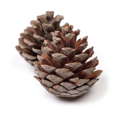 güzel çam kozalakları