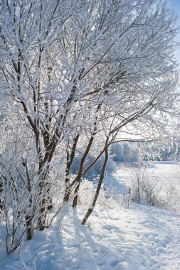Ağacın içinde kış, kar