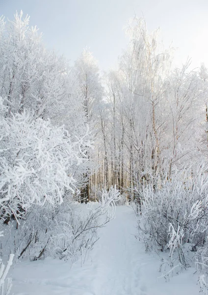Aleja Drzew Śniegu Zimie — Zdjęcie stockowe