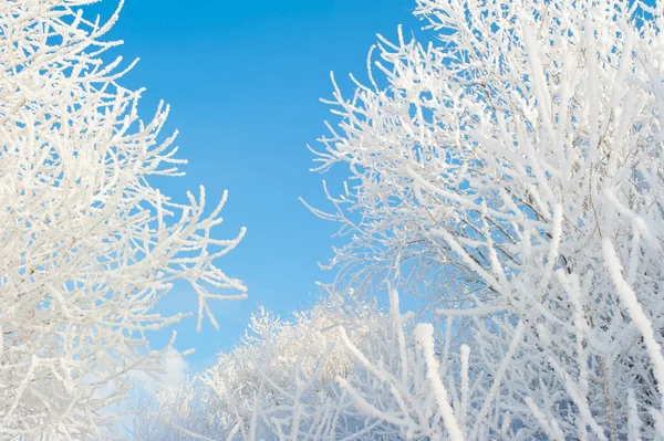Gałęzie Drzewa Śniegu Zimie — Zdjęcie stockowe