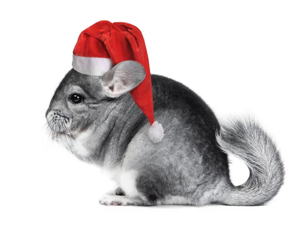Christmas chinchilla in santa hat — ストック写真