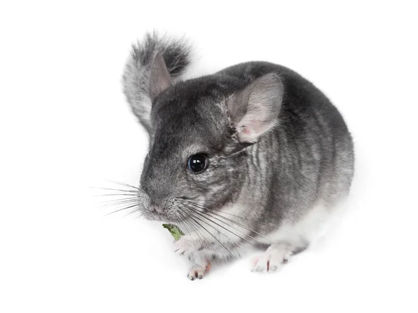 Lustige hübsche graue Chinchilla — Stockfoto