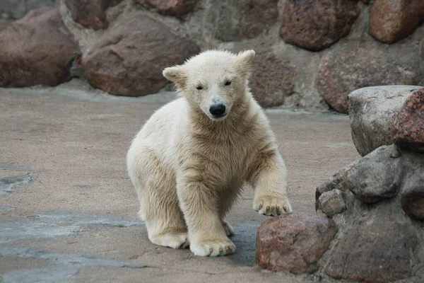 Weißer Eisbär — Stockfoto