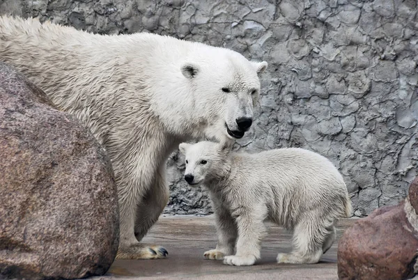 Ursos polares brancos — Fotografia de Stock