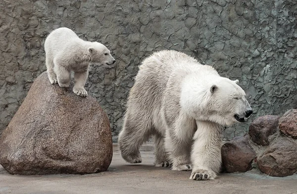 Weiße Eisbären — Stockfoto