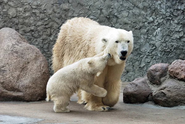 Two polar bears — Stock Photo, Image